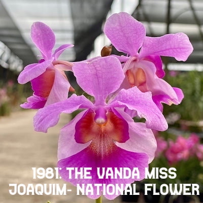 1981: The Vanda Miss Joaquim- national flower