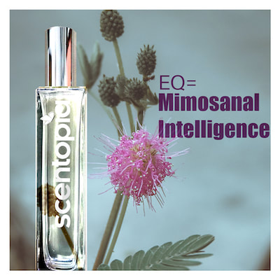 mimosa perfume bottle at scentopia singapore