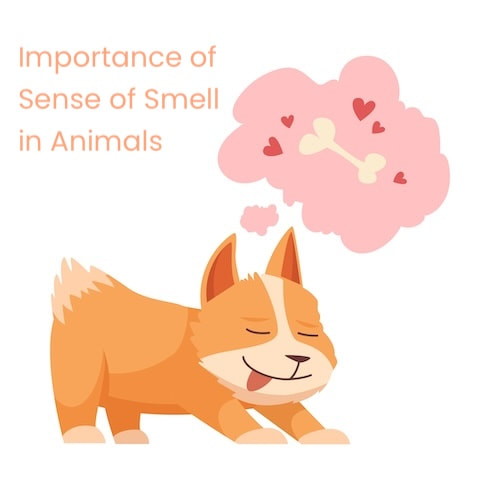 The Importance of Sense of Smell in Animals