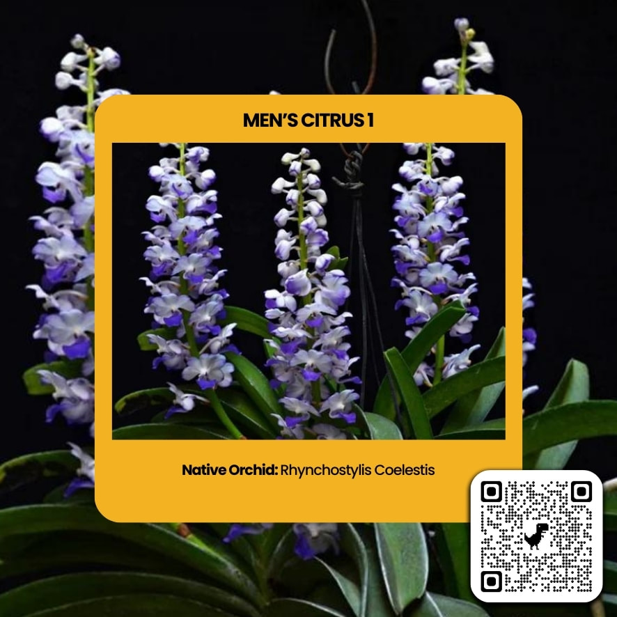 Rhynchostylis Coelestis perfume ingredient at scentopia your orchids fragrance essential oils