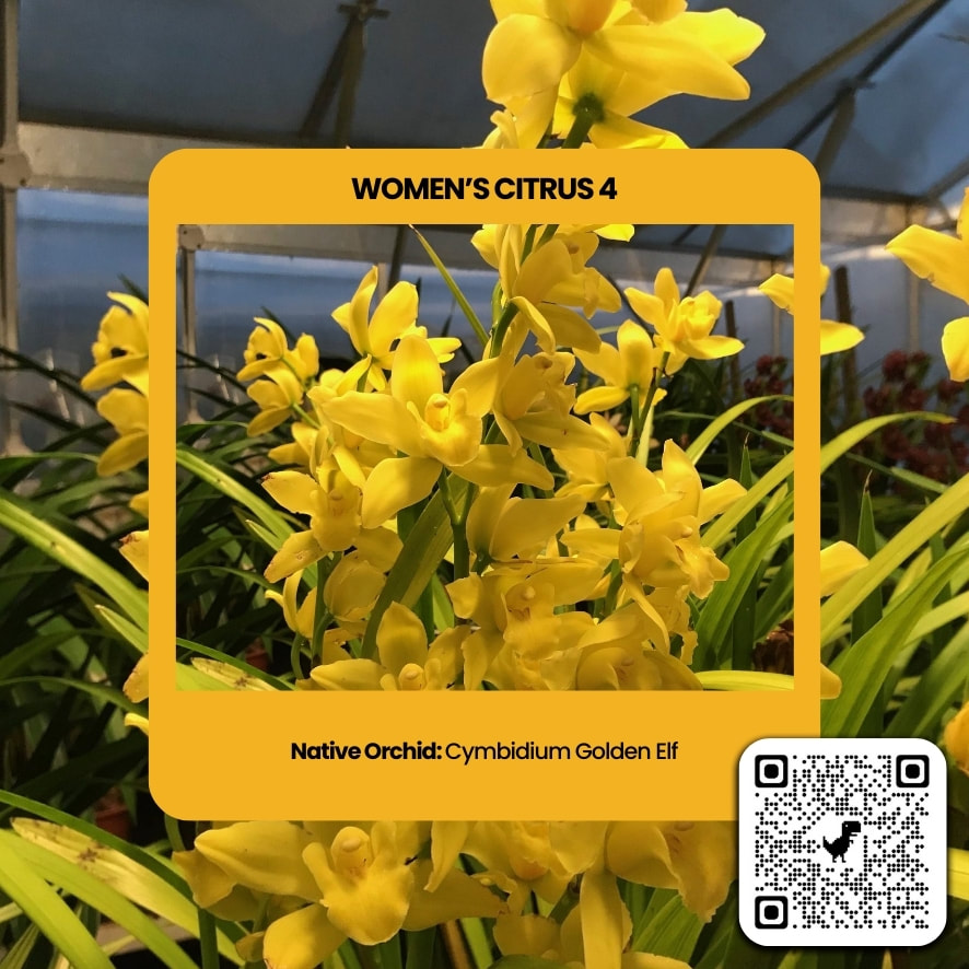 Cymbidium golden Elf - ​Used in Citrus 4 (Women) for Team building Perfume workshop​