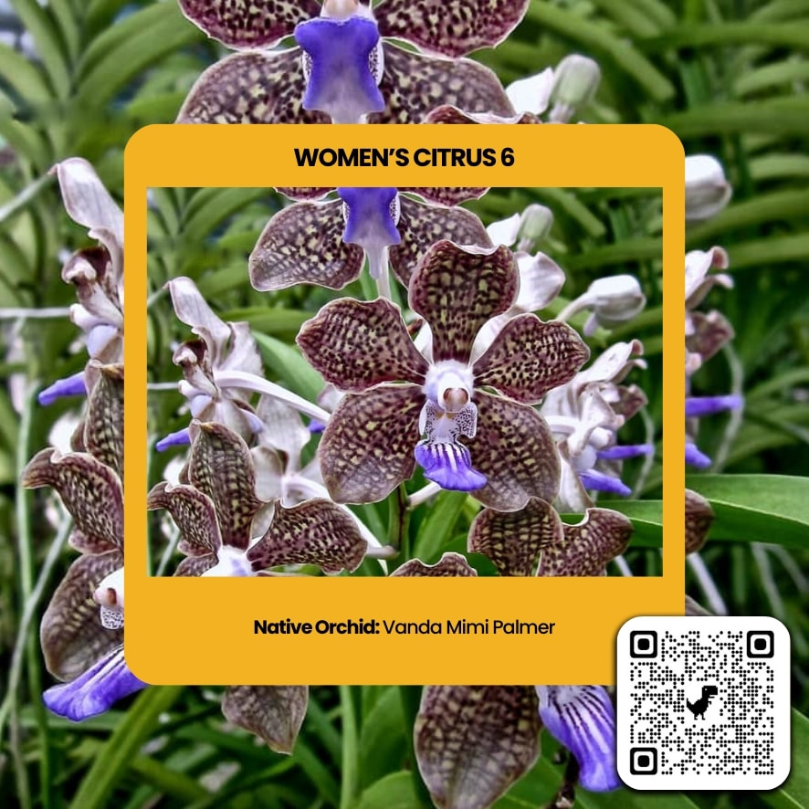 Vanda Mimi Palmer  perfume ingredient at scentopia your orchids fragrance essential oils