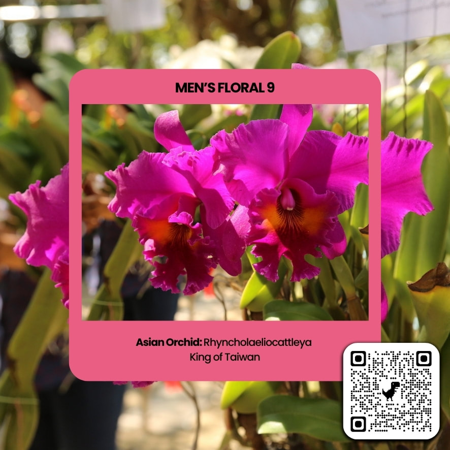 Rhyncholaeliocattleya King of Taiwan perfume ingredient at scentopia your orchids fragrance essential oils